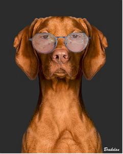 Brakdan